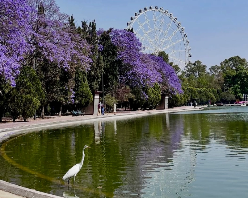 Jacarandas am See